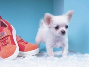 Puppy Jigsaw Puzzle