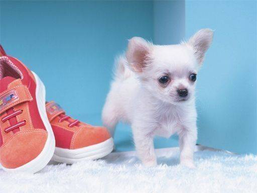 Puppy Jigsaw Puzzle